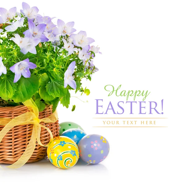 Easter eggs with spring flower in basket — Stock Photo, Image