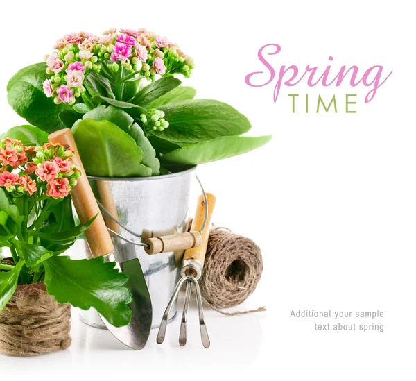 Spring flower in pail with garden tools — Stock Photo, Image