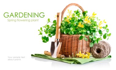 Bahar sarı çiçek sepeti ile Bahçe aletleri