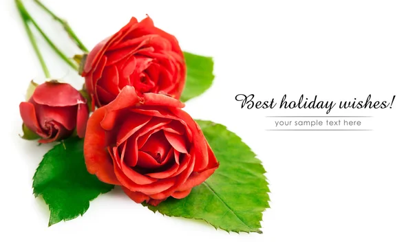 Röda rosor med gröna blad — Stockfoto