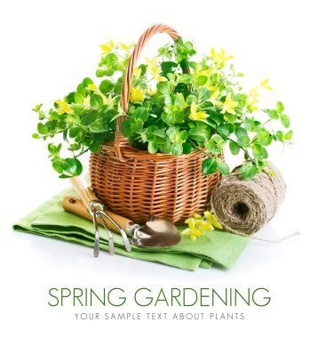 Bahar sarı çiçek sepeti ile Bahçe aletleri