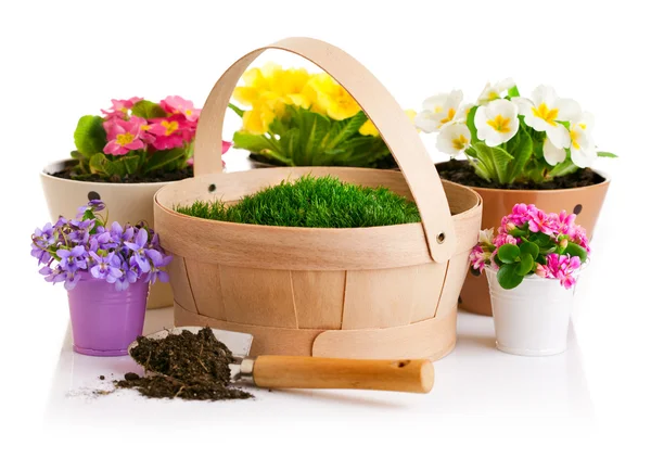 Flores de primavera en olla con cesta de hierba verde — Foto de Stock