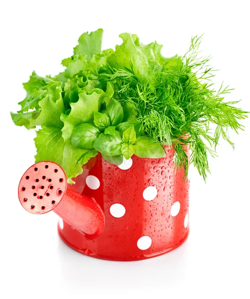 Green herbs in red watering can — Stock Photo, Image