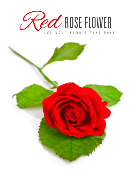 Rosa rossa con foglia verde — Foto Stock