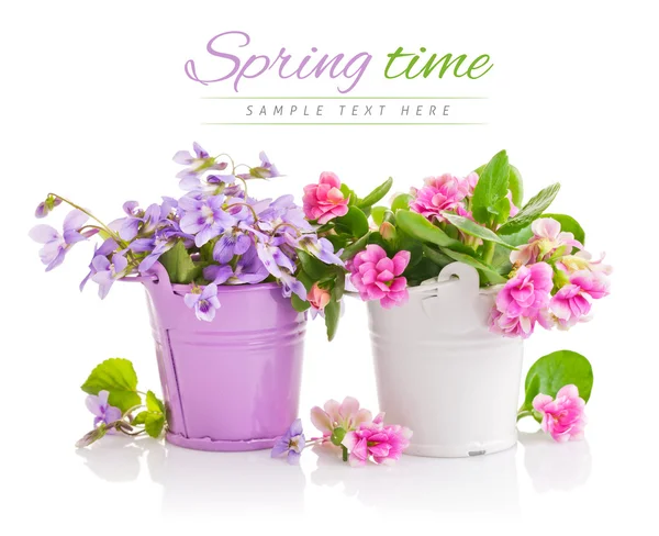 Flowers in bucket with green leaves — Stok Foto