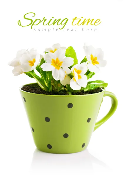 Spring flowers with leaves in pot — Stock Photo, Image