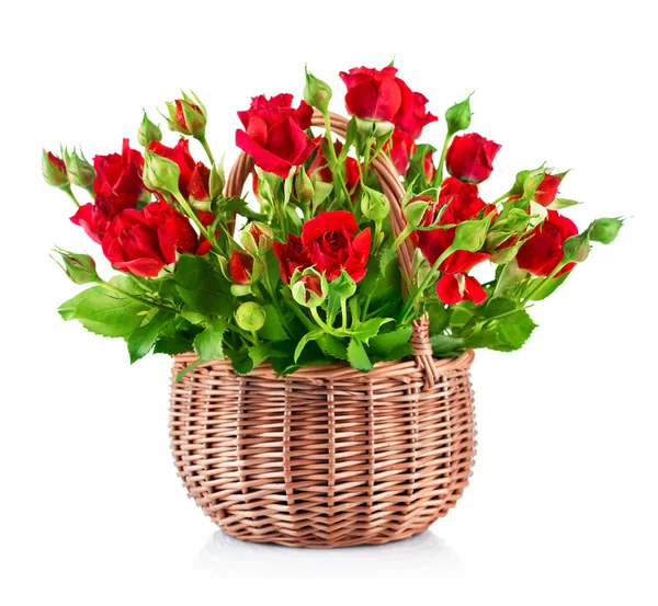 Bouque red roses in bucket — Stock Photo, Image