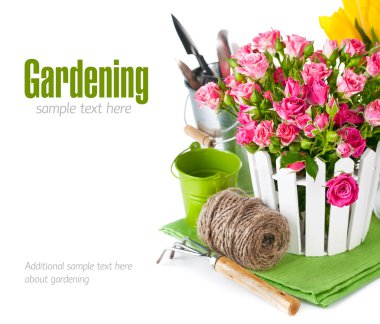 pembe Gül ve Lale ile Bahçe aletleri