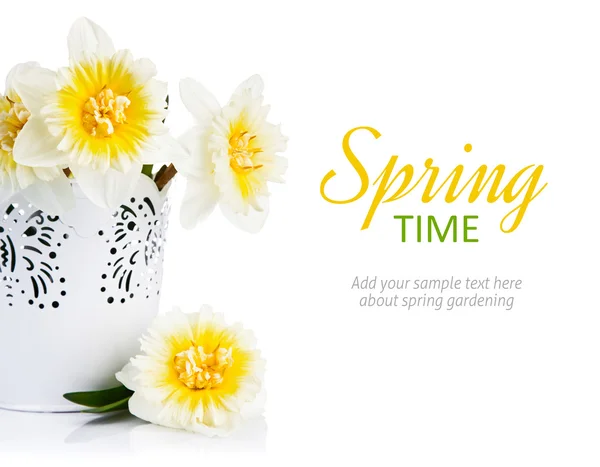 Yellow spring flowers in bucket — Stock Photo, Image