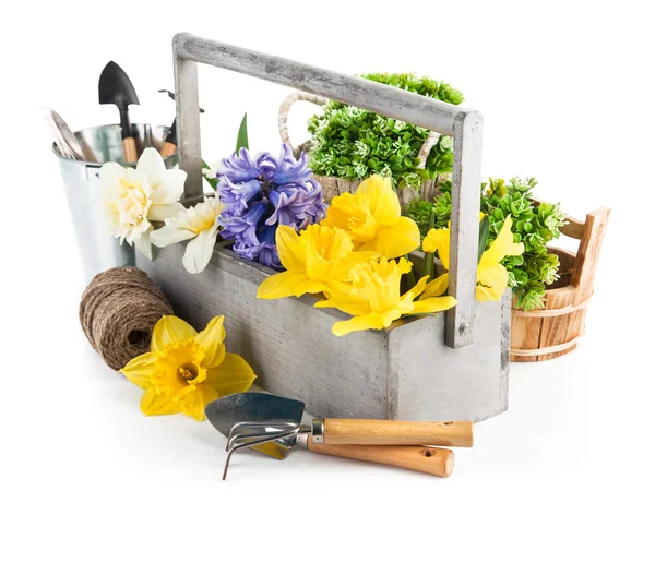 Květiny v dřevěném pouzdře a pracovní nástroje, pěstování květin — Stock fotografie
