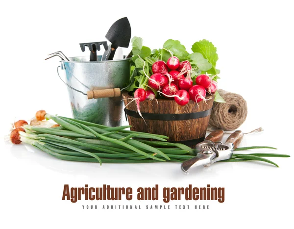 Čerstvá zelenina s zahradní nářadí — Stock fotografie