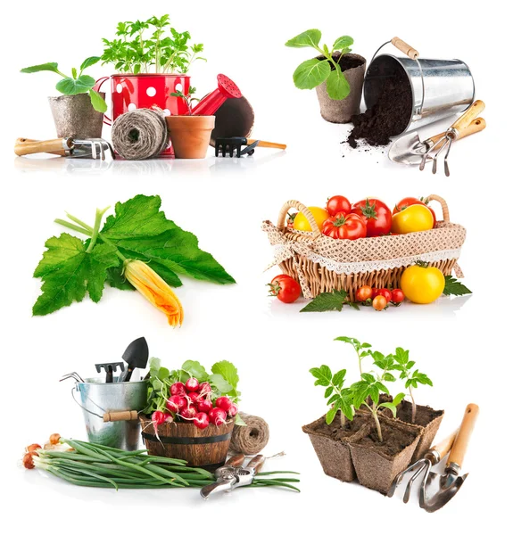 Set seedlings and harvest vegetable — Stock Photo, Image