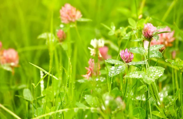 Blommande klöver i grönt gräs — Stockfoto