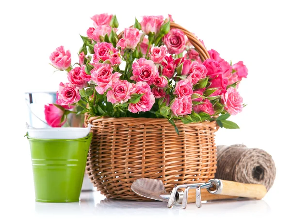 Rosa en cesta de mimbre con herramienta de jardín — Foto de Stock