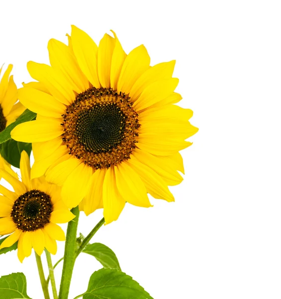 Blumen Sonnenblume mit grünes Blatt — Stockfoto