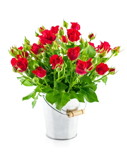 Rote Rosen mit grünen Blättern — Stockfoto