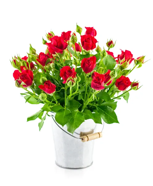 Red roses with green leaves — Stock Photo, Image