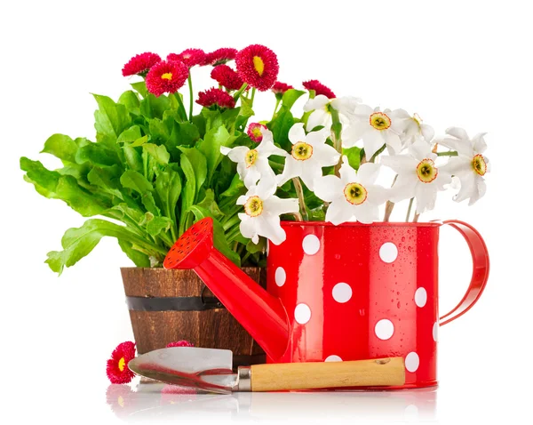 Spring flowers in pot and watering can — Stock Photo, Image