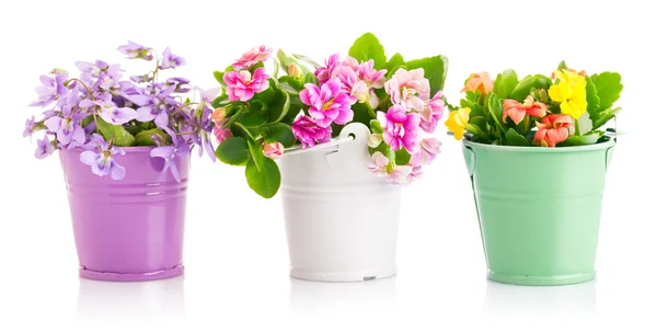 Spring flowers in bucket — Stock Photo, Image