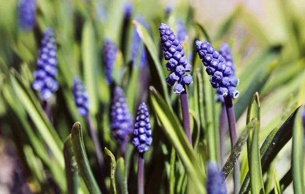 Gartenbau und Blumenzucht Frühling Blume Muscari Bouquet — Stockfoto