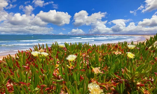 Portogallo. Spiaggia sulla costa Oceano Atlantico. Fiore — Foto Stock