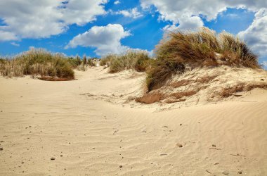 Atlantik Okyanusu sahilinde çimenli kum tepeleri. Vektör