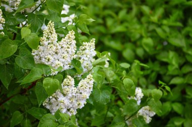 Dal dalında beyaz çiçekli çalılar yeşil yapraklar ilkbahar zamanı.