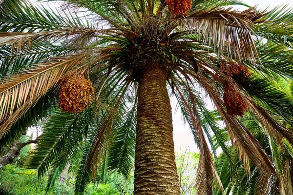 Barcelona, Spain. Park Guell. Palm tree. — Stock Photo, Image