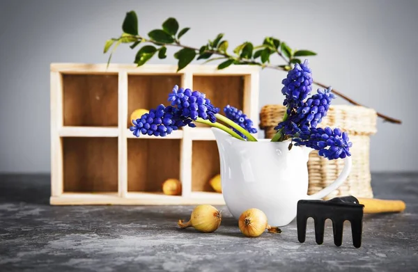 Zahradní farmaření. Bazalka a cibule sazenice. — Stock fotografie