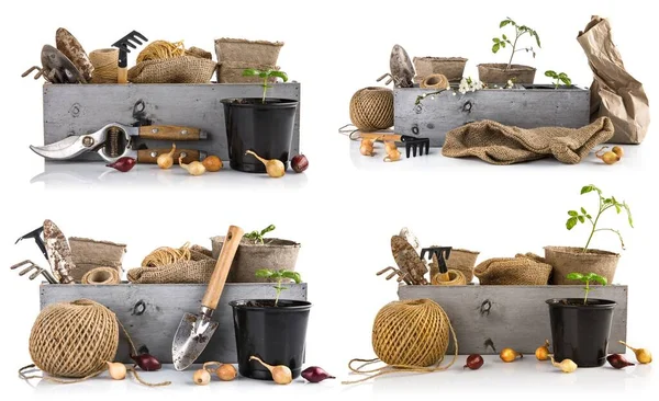 Collage set Gardening farming Garden tools with seedlings onion. — Stock Photo, Image