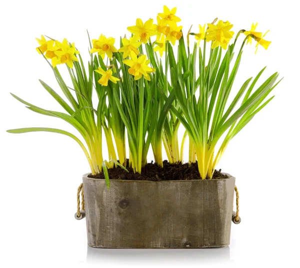 Spring flowers in pot. Vector illustration. — Stock Photo, Image