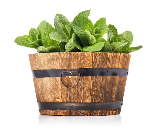 Čerstvé listy mátové zelené bylinky ingredience. Vektorová ilustrace. — Stock fotografie