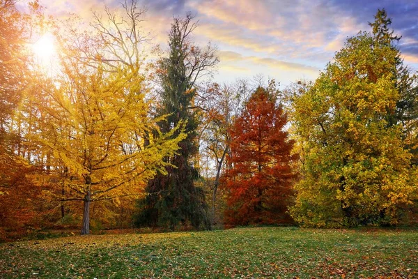 가을 숲이 우거진 일몰 풍경이었다. Vector — 스톡 사진