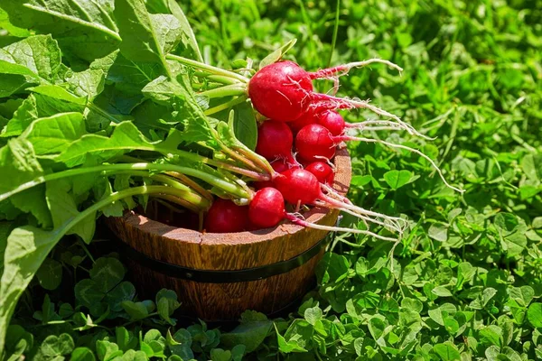 赤い大根の野菜を木の田舎の桶に緑の葉で熟す 春の収穫 有機製品の栽培 — ストック写真