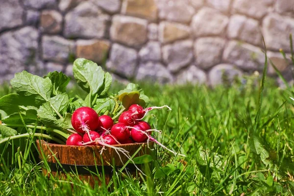 Ripe Red Radish Vegetables Green Leaves Wooden Rural Pail Stone — Stock Photo, Image