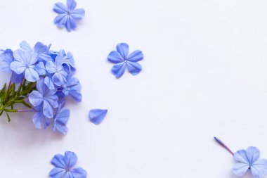mavi çiçekler düzenleme düz arkaplan beyaz üzerine yatar kartpostal biçimi