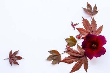 Sonbahar mevsiminde çiçekli kırmızı akçaağaç yaprağı arka planda beyaz kartpostal şeklinde yatıyordu.