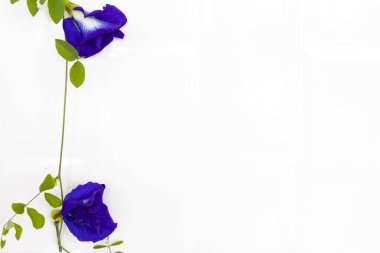 mavi çiçekler kelebek bezelye yerel flora Asya düzenleme düz arkaplan beyaz üzerine uzanan kartpostal tarzı