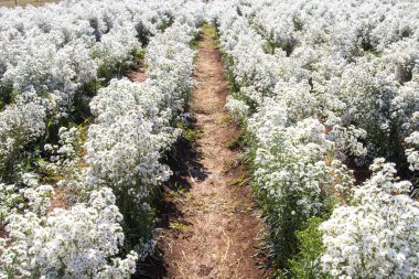 arka plan dokusu doğada beyaz çiçekler bahçemizde kartpostal stili 