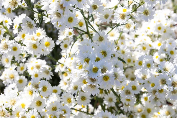 Fond Texture Nature Blanc Fleurs Sur Jardin Ourdoor Carte Postale — Photo