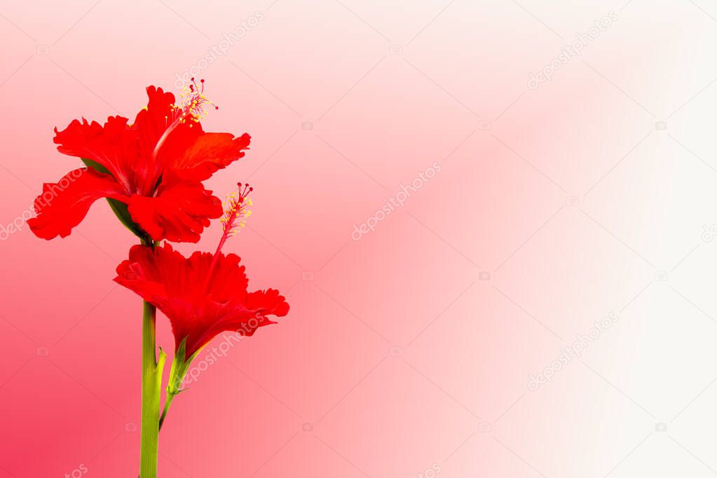 red flowers hibiscus local flora of asia arrangement flat lay postcard style on background red