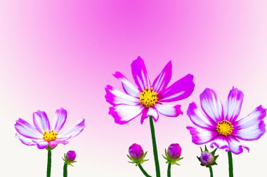 Pembe çiçekler kozmos düzenleme düz arka plan pembe üzerine yatıyordu kartpostal tarzı