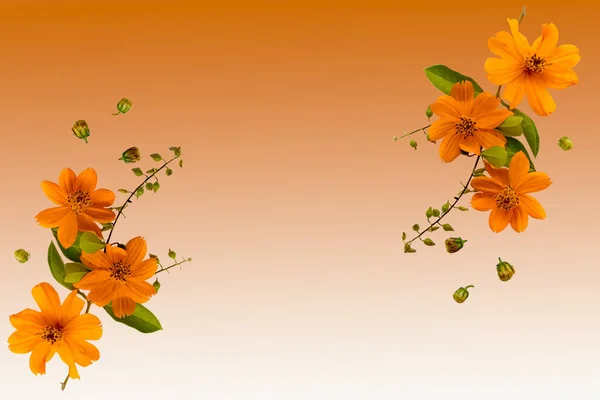 Orange Flowers Cosmos Arrangement Flat Lay Postcard Style Background Orange — Stock Photo, Image