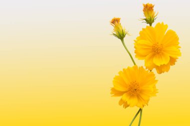 sarı çiçekler kozmos düzenleme düz arkaplan sarı üzerine yatıyordu kartpostal tarzı
