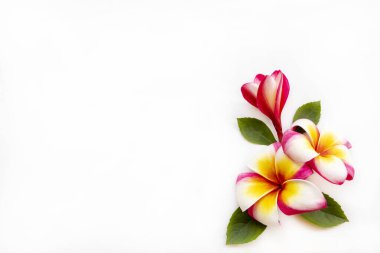 Renkli çiçekler Frangipani yerel flora Asya düzenleme düz arka plan beyaz üzerine uzanan kartpostal tarzı 