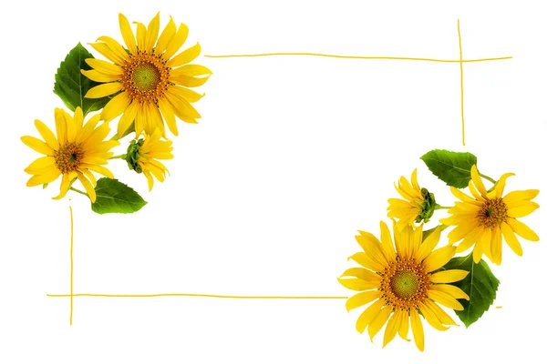 Yellow Flowers Sunflowers Arrangement Flat Lay Postcard Style Background White — Stock Photo, Image