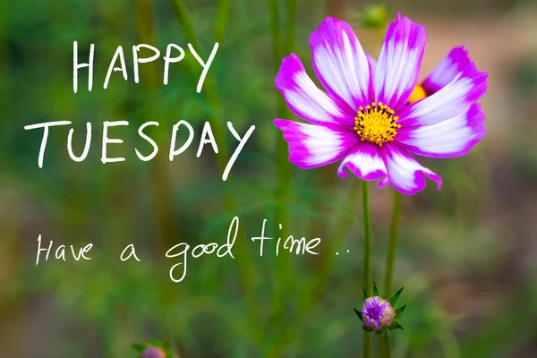 Happy Tuesday Have Good Time Message Card Handwriting Cosmos Flowers — стоковое фото