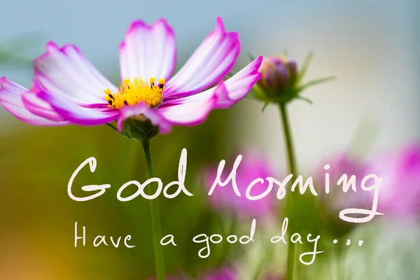 Good Morning Have Good Day Message Card Handwriting Cosmos Flowers — Photo