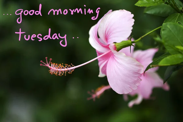 Good Morning Tuesday Message Card Handwriting Pink Flowers Hibiscus Garden — Stock Photo, Image