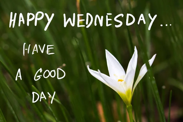 Happy Wednesday Have Good Day Message Card Handwriting White Flowers — стоковое фото